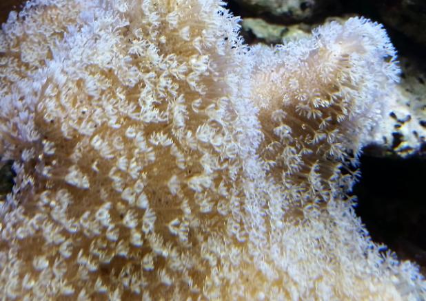 Toadstool Mushroom Leather Coral