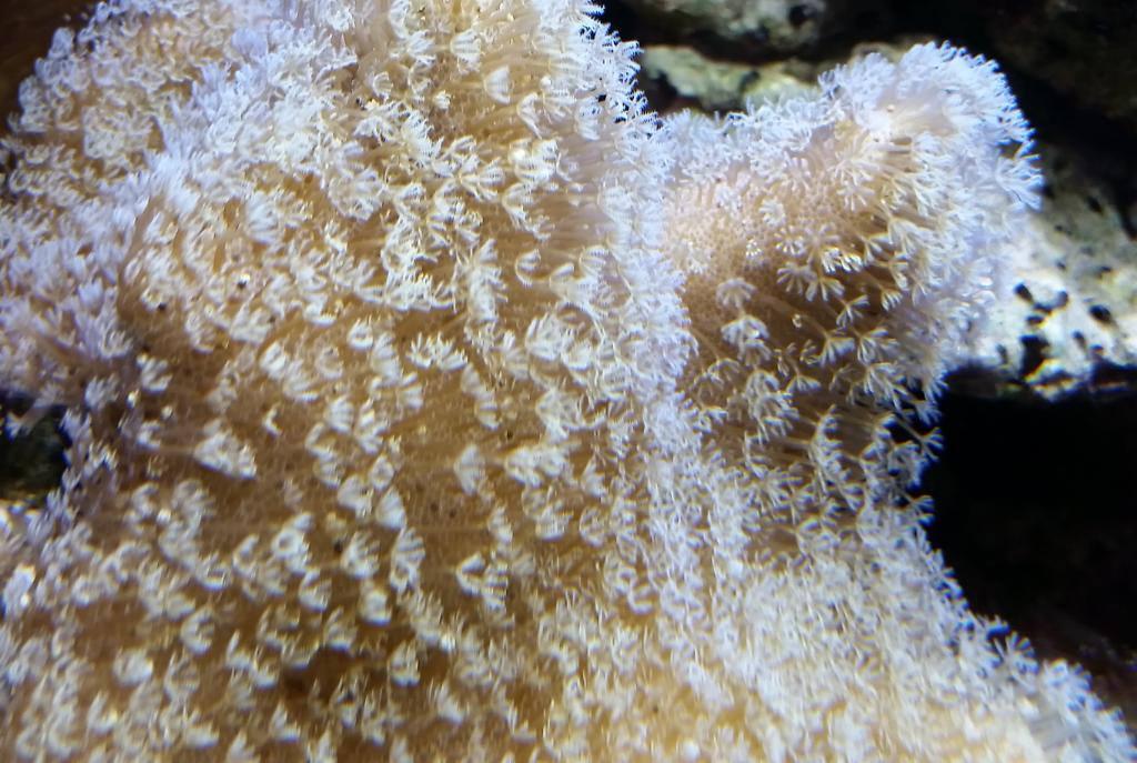 Toadstool Mushroom Leather Coral