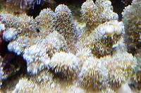 Cauliflower Colt Coral Thumbnail