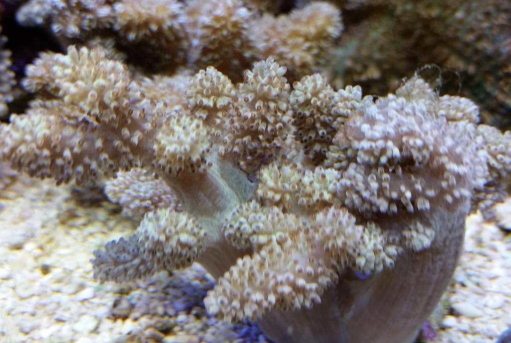 Kenya Tree Coral