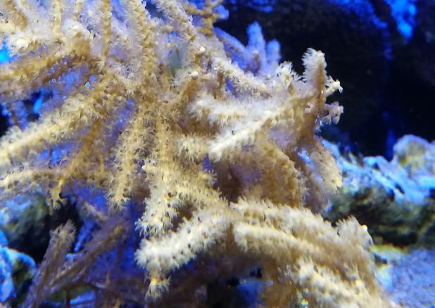 Rusty Gorgonian