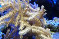 Rusty Gorgonian Thumbnail