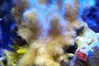 Mushroom Finger Leather Coral Thumbnail