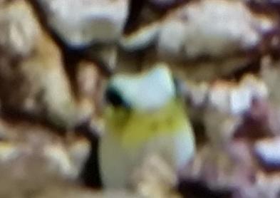 Yellow Watchman Goby