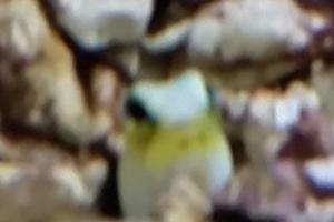 Yellow Watchman Goby