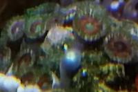 Assorted Zoas tore Thumbnail