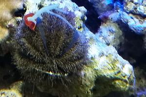 Blue Tuxedo Urchin Thumbnail