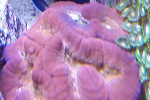 Folded Brain Coral Thumbnail