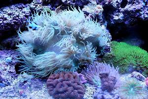 370g Reef Tank Thumbnail