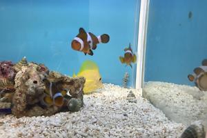 Ocellaris Clownfish Thumbnail