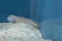 Pink Spotted Watchman Goby Thumbnail