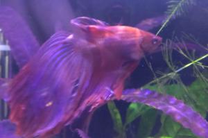 Betta - Veiltail Male Thumbnail