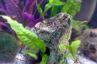 Java Fern Thumbnail