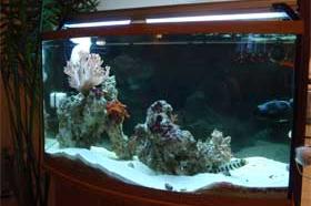 Main Aquarium Thumbnail