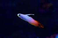 Firefish Goby Thumbnail