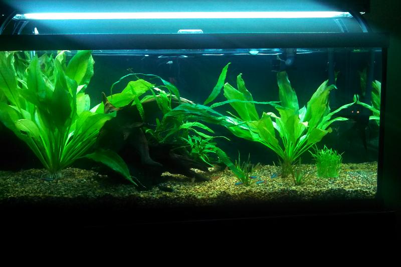 jskyn's 30G Planted Thumbnail