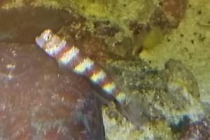 Wheeler's Shrimp Goby Thumbnail