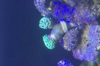 Hammer Anchor Coral Thumbnail