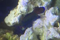 Mandarin Goby Thumbnail