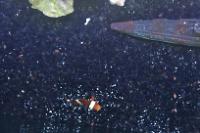 Ocellaris Clownfish Thumbnail