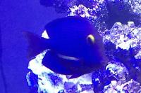 Kole Yellow Eye Tang Thumbnail