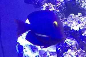 Kole Yellow Eye Tang