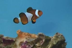 Ocellaris Clownfish Thumbnail