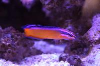 Neon Dottyback Thumbnail