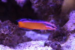 Neon Dottyback