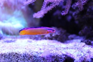 2016-02-03 - Neon Dottyback