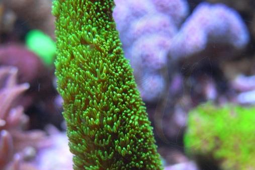 Acropora abrolhosensis / Acropora abrolhosensis 33