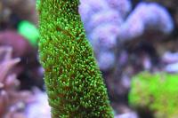 Acropora abrolhosensis Thumbnail