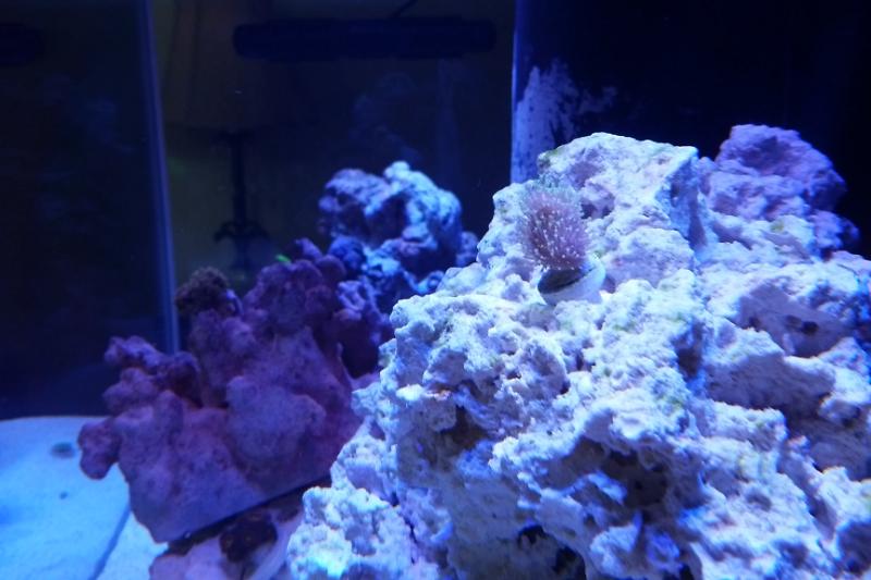 My Aquarium Thumbnail