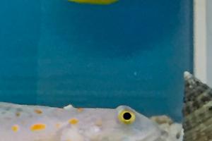 Orange Spotted Goby Thumbnail