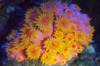 Sun Coral Thumbnail