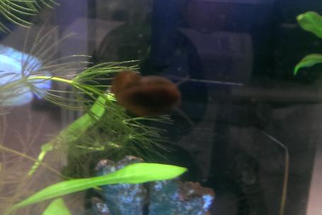 Ramshorn Snail Thumbnail