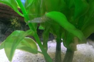 Ghost (Glass) Shrimp - Freshwater Thumbnail