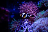 spoticinctus clownfish