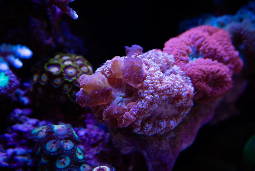 Big Polyp Blastomussa Coral