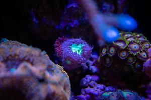 Blastomussa Coral Thumbnail