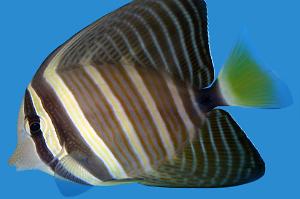 Sailfin Tang Thumbnail