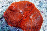 Mushroom Coral Super Red Thumbnail