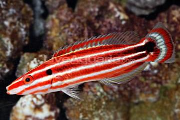 Candy Cane Hogfish