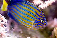 Blueline Angelfish Thumbnail