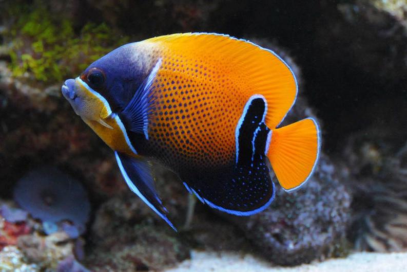 Blue Girdled Angelfish