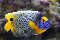 Blueface Angelfish Thumbnail