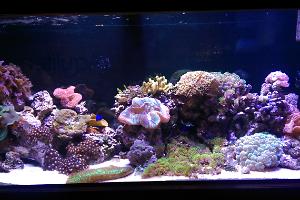 Weiss Reef Tank Thumbnail