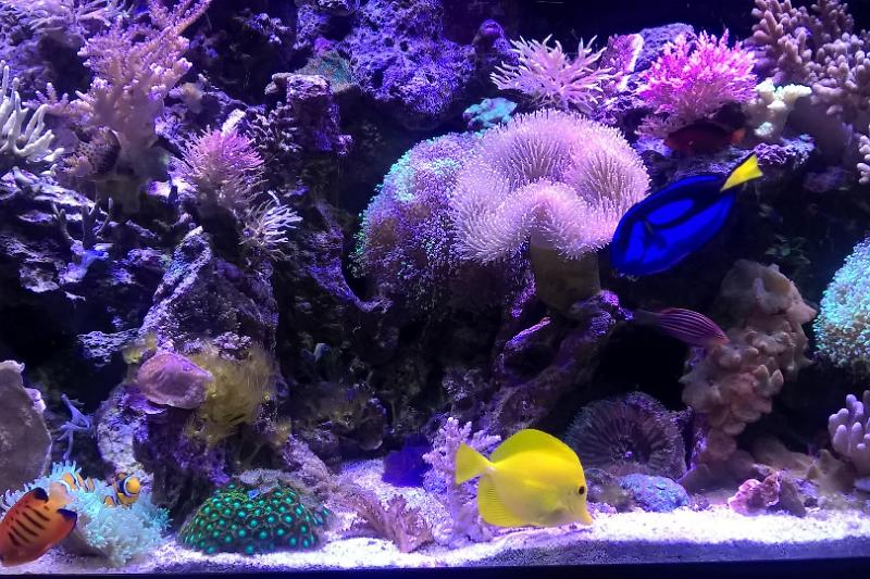 90 Gallon Mixed Reef Thumbnail