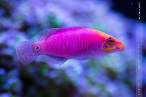 Mystery Wrasse