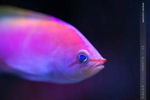 Bartlett's Anthias